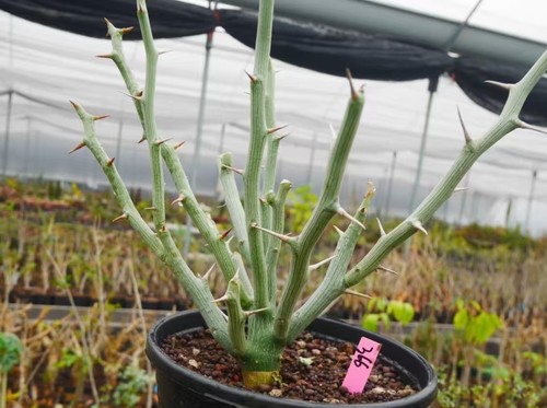 Rare plant cacti - plant, adenia