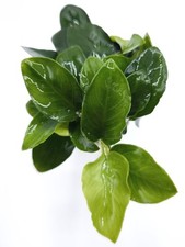 Anubias nana petite - nana, (bunch