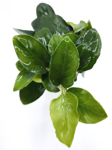 Anubias nana petite - anubias, 'petite'