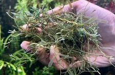 Macro Algae Mix .  caulerpa