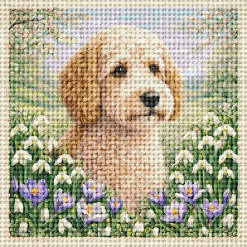 Australian labradoodle puppy - australian,
