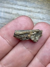 Rare UK Pterosaur Tooth Fossil Wealden Dinosaur