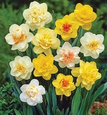 Daffodil Double Flower Bulbs