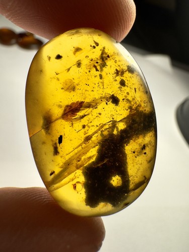 Burmese amber burmite leaf - amber,
