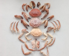 30 Big Crab Claws and Legs for