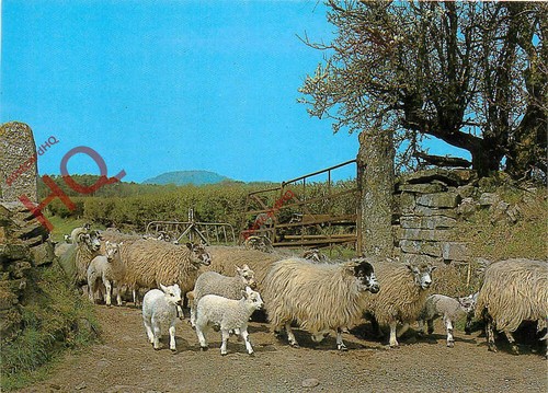 Picture postcard herdwick - picture, postcard-:herdwick