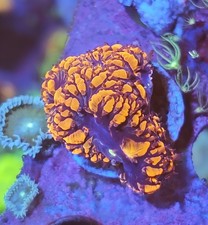frag red blasto  Marine Coral