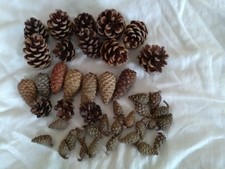 Assorted Pine/Fir Cones
