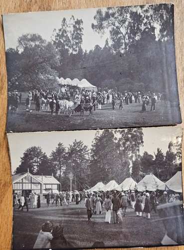 Pair vintage photos 1900 - vintage,