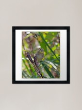 Little Bird Framed Art Print