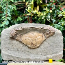 Charybdis Complete Fossil Crab