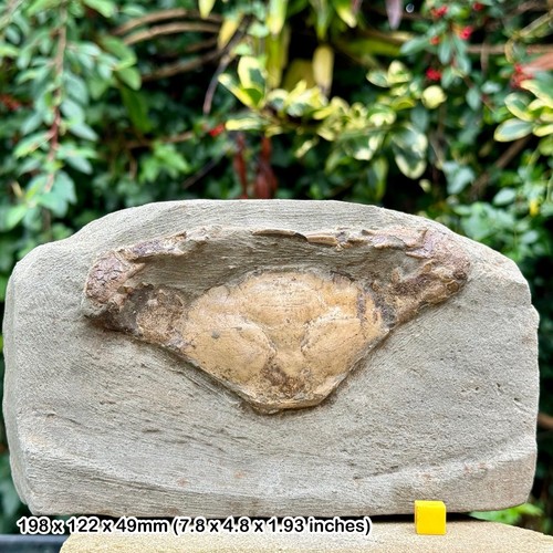 Charybdis complete fossil crab - charybdis,