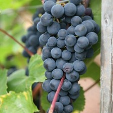 Black Grape Boskoop Glory