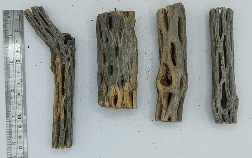 Cholla cactus wood - x,