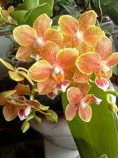 Phalaenopsis Master Piece FS