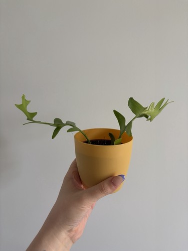 Fern leaf cactus - fern,