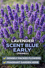 Lavender Scent Blue Early