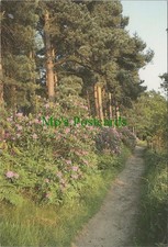 Surrey postcard the pinetum - postcard,