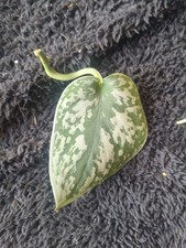 Satin Pothos Indoor House Plant Cutting Leaf Node Scindapsus Pictus Argyraeus