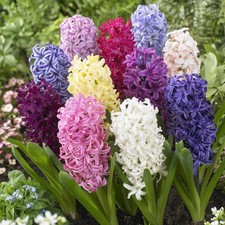 10 Hyacinth *Bedding Mixed*