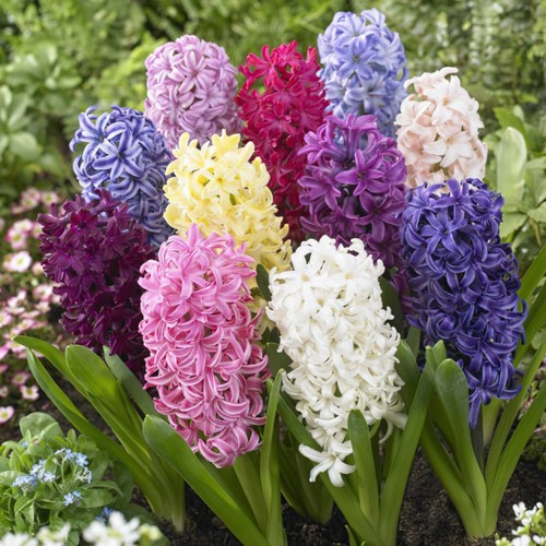 Hyacinth bedding mixed - 25, *bedding