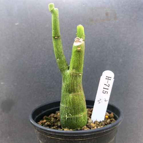 4cm succulent cactus plant - 3-4cm,