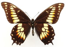 PAPILIO HELLANICHUS MALE FROM