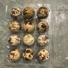 12 X JUMBO COTURNIX QUAIL EGGS