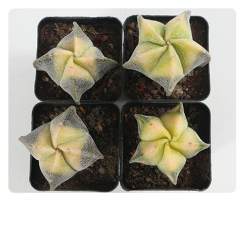 Cut 4cm astrophytum - 4-cut,