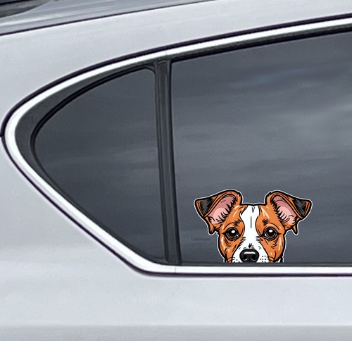 Cute jack russell dog peeker - jack,