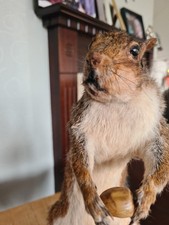 Taxidermy Wall Mounted Grey