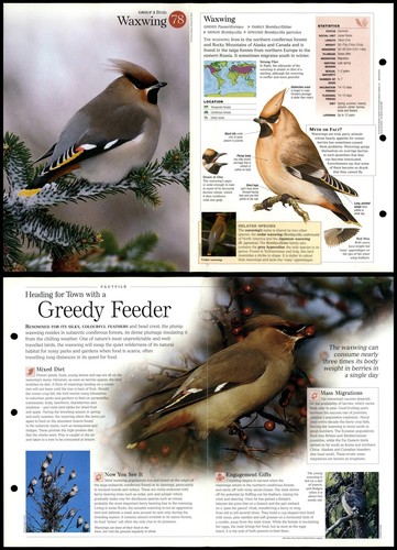 Waxwing birds - waxwing,