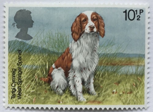 1979 welsh springer spaniel - springer, gb