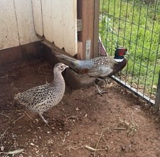Kansas Ringneck Pheasants