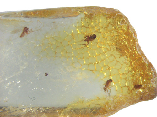 Pliocene amber kenya africa - pliocene,