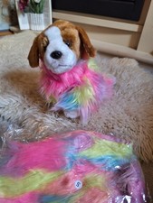 Bright colourful dog chihuahua