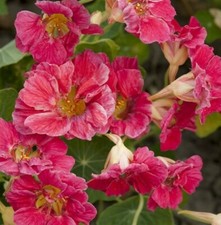 25x Premium NASTURTIUM CHERRY