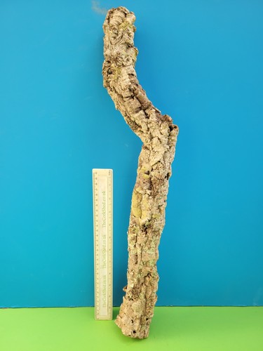 Cork bark branch - bark, snake