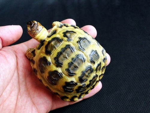 Testudo horsfieldii horsfield - testudo,