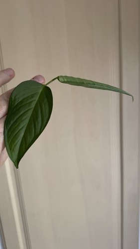 Monstera obliqua amazonas - monstera,