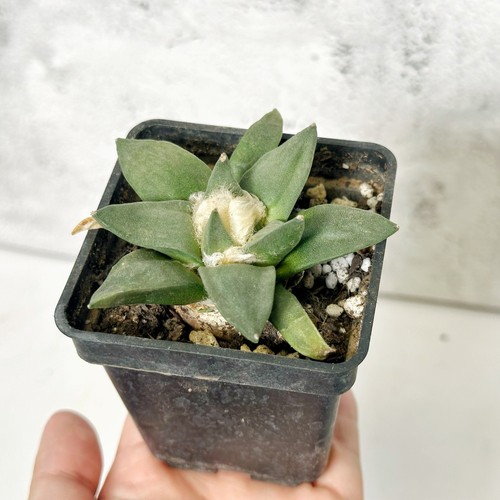 Rare ariocarpus retusus - retusus, –