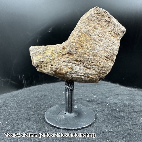 Triceratops limb bone fossil - bone,