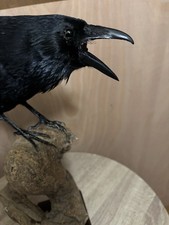 Taxidermy Crow - Large Bird -