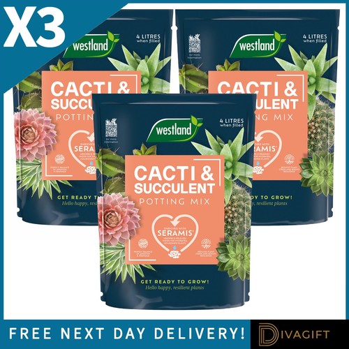 Westland cacti succulent - 3,