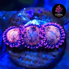 Rainbow Sakura 3 Head Zoa Frag