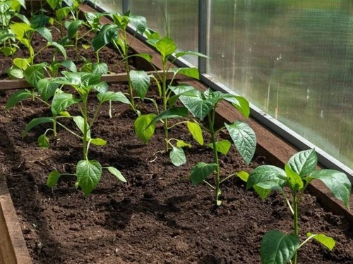 Garden compost - garden, (bulk