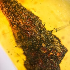 Leaf in Burmese / Burmite