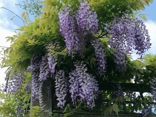 Japanese wisteria plant - japanese,