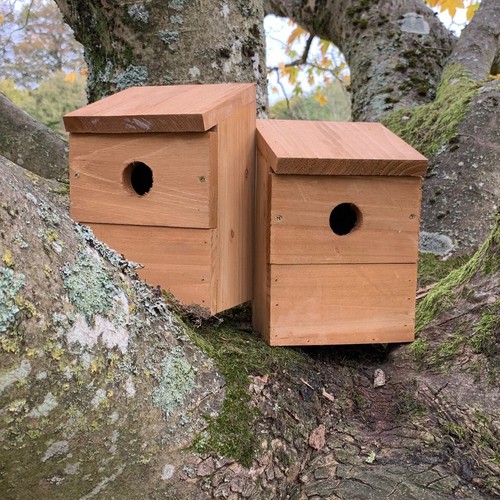 Wooden multi hole - wild, bird