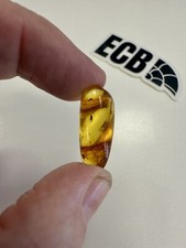 Baltic Amber With Mosquito